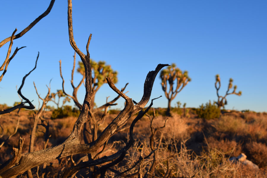 Joshua Tree