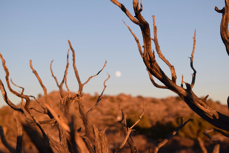 Joshua Tree